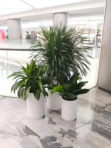 探秘前湾植物租赁公司，解锁植物租赁新体验